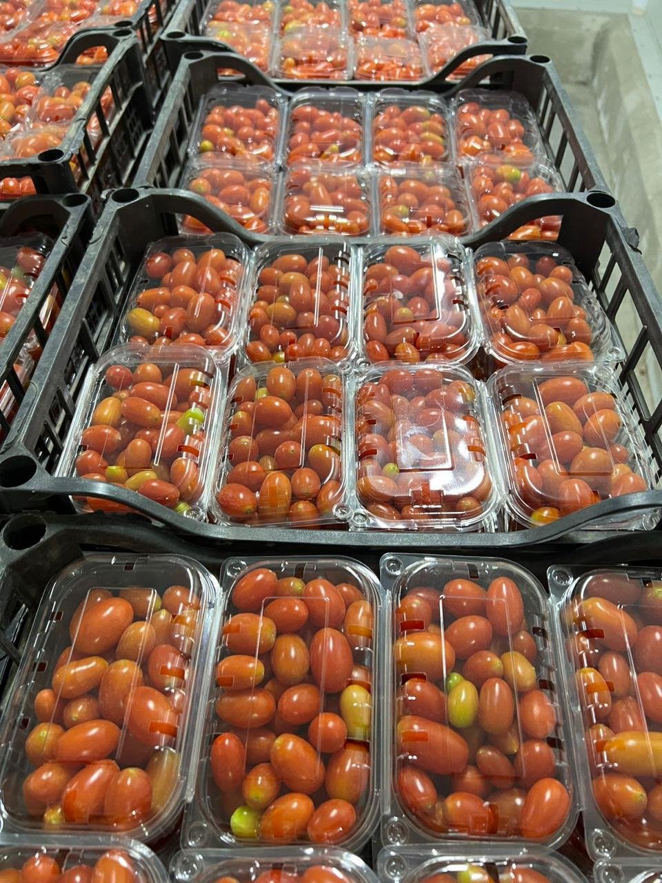 Baby plum tomatoes loose in carton
